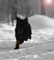 /album/fridas-bilder/viviiiis-jpg/