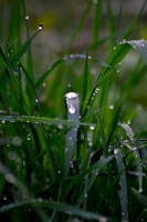 /album/fridas-bilder/droppar-jpg/
