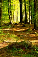 /album/fridas-bilder/skog1-jpg/
