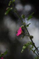 /album/fridas-bilder/a007-jpg/