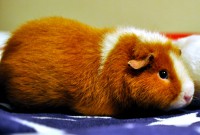 /album/fridas-bilder/emmie2-jpg/