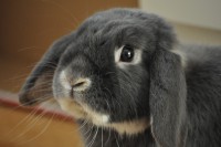 /album/fridas-bilder/felix-jpg/