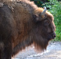 /album/fridas-bilder/bison-jpg/