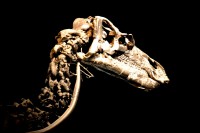/album/fridas-bilder/dinohuvud-jpg/