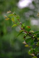 /album/fridas-bilder/kvistregn-jpg/