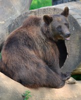 /album/fridas-bilder/nalle-jpg/