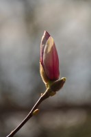 /album/fridas-bilder/blomma-jpg/