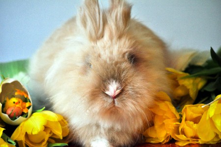 "So cute that just he could be, sat my fluffy little bunny, looked back at me"