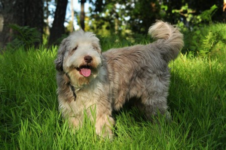 If you can't love your dog as FAMILY, don't get one...